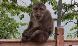 猴子视频,趣味横生的动物世界瞬间